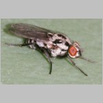 Anthomyia sp - Blumenfliege 01b.jpg